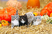 CAT 03 PE0004 01
British Longhair Kittens Sitting In Hay By Pumpkins