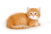 CAT 03 PE0006 01
Ginger British Longhair Kitten Laying On White Seamless