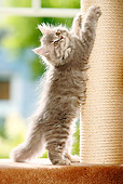 CAT 03 PE0011 01
British Longhair Kitten Stretching On Scratching Post