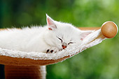 CAT 03 PE0012 01
British Shorthair Kitten Sleeping On Cat Tree
