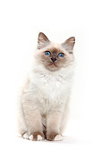 CAT 03 PE0019 01
Birman Blue Point Kitten Sitting On White Seamless