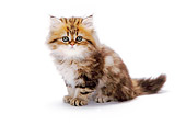 CAT 03 PE0020 01
British Longhair Kitten Sitting On White Seamless