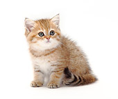 CAT 03 PE0021 01
British Longhair Kitten Sitting On White Seamless