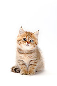 CAT 03 PE0022 01
British Longhair Kitten Sitting On White Seamless