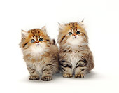 CAT 03 PE0023 01
Two British Longhair Kittens Sitting On White Seamless