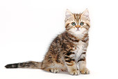 CAT 03 PE0025 01
British Shorthair Kitten Sitting On White Seamless