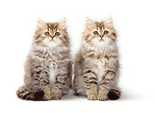 CAT 03 PE0026 01
Two British Longhair Kittens Sitting On White Seamless