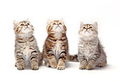 CAT 03 PE0027 01
British Longhair And Shorthair Kittens Sitting On White Seamless Looking Up