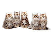 CAT 03 PE0028 01
Five British Longhair And Shorthair Kittens Sitting On White Seamless