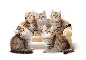 CAT 03 PE0029 01
Five British Longhair And Shorthair Kittens Sitting On Sofa On White Seamless