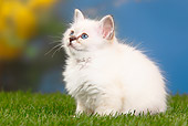 CAT 03 PE0030 01
White Birman Kitten Sitting On Grass