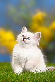 CAT 03 PE0031 01
White Birman Kitten Sitting On Grass
