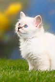 CAT 03 PE0032 01
White Birman Kitten Sitting On Grass