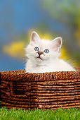 CAT 03 PE0033 01
White Birman Kitten Sitting In Basket On Grass
