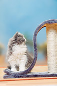 CAT 03 PE0037 01
British Longhair Kitten Sitting On Cat Post