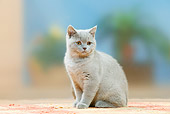 CAT 03 PE0038 01
Lilac British Shorthair Kitten Sitting On Rug