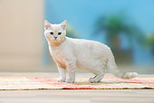 CAT 03 PE0039 01
Cream British Shorthair Kitten Standing On Rug