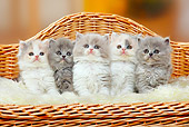 CAT 03 PE0040 01
Five British Longhair Kittens Sitting On Wicker Chair