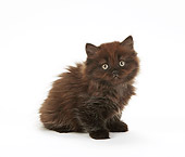 CAT 03 PE0042 01
British Longhair Kitten Sitting On White Seamless