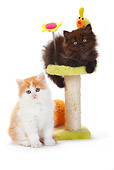 CAT 03 PE0043 01
Two British Longhair Kittens Sitting By Toys On White Seamless