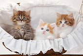 CAT 03 PE0044 01
Three British Longhair Kittens Sitting In Basket On White Seamless