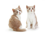 CAT 03 PE0045 01
Two British Longhair Kittens Sitting On White Seamless