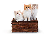 CAT 03 PE0046 01
Three British Longhair Kittens Sitting On Wicker Basket On White Seamless