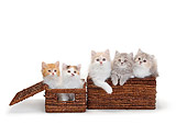 CAT 03 PE0047 01
Five British Longhair Kittens Sitting In Wicker Baskets On White Seamless