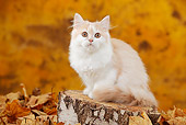 CAT 03 PE0048 01
British Longhair Kitten Sitting On Stump By Autumn Leaves