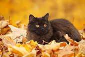 CAT 03 PE0049 01
British Longhair Kitten Laying In Autumn Leaves