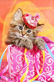 CAT 03 RC0129 01
Tabby Kitten Peeking Out Of Pink Gift Box