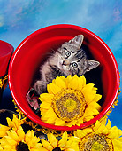 CAT 03 RK0024 02
Tabby Kitten Sitting In Red Flower Pot With Sunflowers