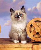 CAT 03 RK0029 02
Birman Seal Point Kitten Sitting Next To Wheel Studio
