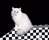 CAT 03 RK0048 02
Silver Persian Kitten Sitting On Checkered Table Black Background