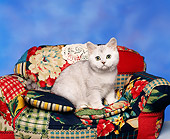 CAT 03 RK0060 07
American Shorthair Shaded Silver Kitten Sitting On Couch