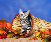 CAT 03 RK0069 02
American Shorthair Silver Classic Tabby Kitten Sitting In Basket With Leaves