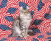 CAT 03 RK0113 03
American Curl Mackerel Silver Tabby Kitten Sitting Studio