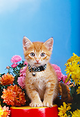 CAT 03 RK0160 08
Red Tabby Kitten Sitting By Flowers