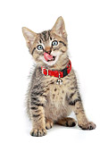 CAT 03 RK0175 03
Brown Tabby Kitten Sitting On White Seamless Studio