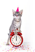 CAT 03 RK0185 02
Gray Tabby Kitten Standing On Alarm Clock On White Seamless