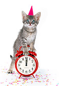 CAT 03 RK0185 06
Gray Tabby Kitten Standing On Alarm Clock On White Seamless