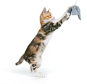 CAT 03 RK0203 16
Calico Kitten Playing With Toy On White Seamless Studio