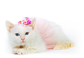 CAT 03 RK0208 09
White Kitten Laying Wearing Pink Tutu On White Seamless Studio