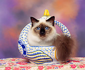 CAT 03 RK0222 03
Seal Point Birman Kitten Sitting In Porcelain Basket On Floral Print Facing Camera