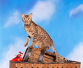 CAT 03 RK0229 06
Ocicat Chocolate On Barrel Studio