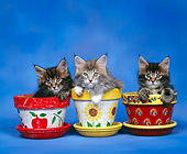 CAT 03 RK0248 02
Maine Coon Kittens Sitting In Flower Pots Studio