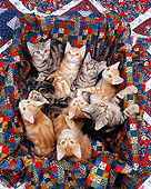 CAT 03 RK0298 06
Group of American Shorthair Kittens Sitting In Quilted Box Studio