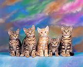 CAT 03 RK0299 10
American Shorthair Tabby Kittens Sitting Studio