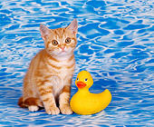 CAT 03 RK0304 01
American Shorthair Orange Tabby Kitten Sitting By Rubber Duck Studio