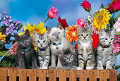 CAT 03 RK0307 04
Group Of Kittens Sitting Together On Fence With Flowers Studio